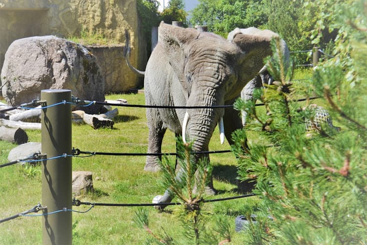 Tallinn Zoo - Tallinn
