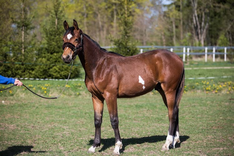 Sammuli tall - Viljandi